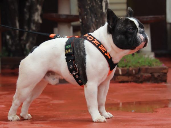 Peitoral personalizado: Distinguindo seu cãozinho dos demais