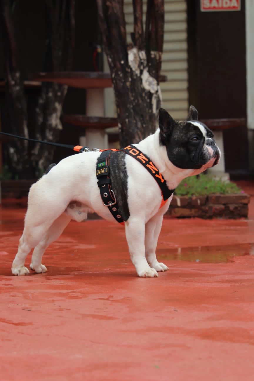 Peitoral personalizado: Distinguindo seu cãozinho dos demais