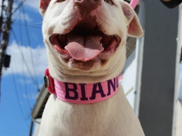Guia curta para cachorro: Controle e conforto em espaços apertados