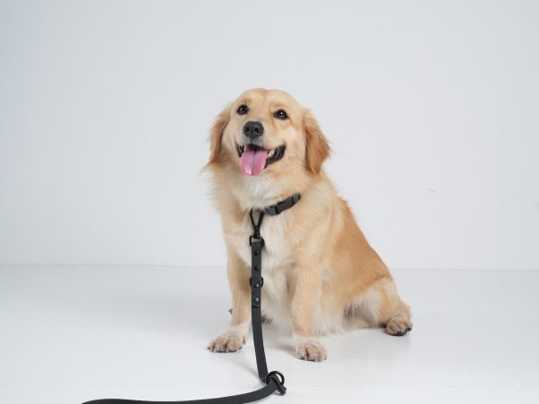 Por que investir em uma guia de couro para cachorro?