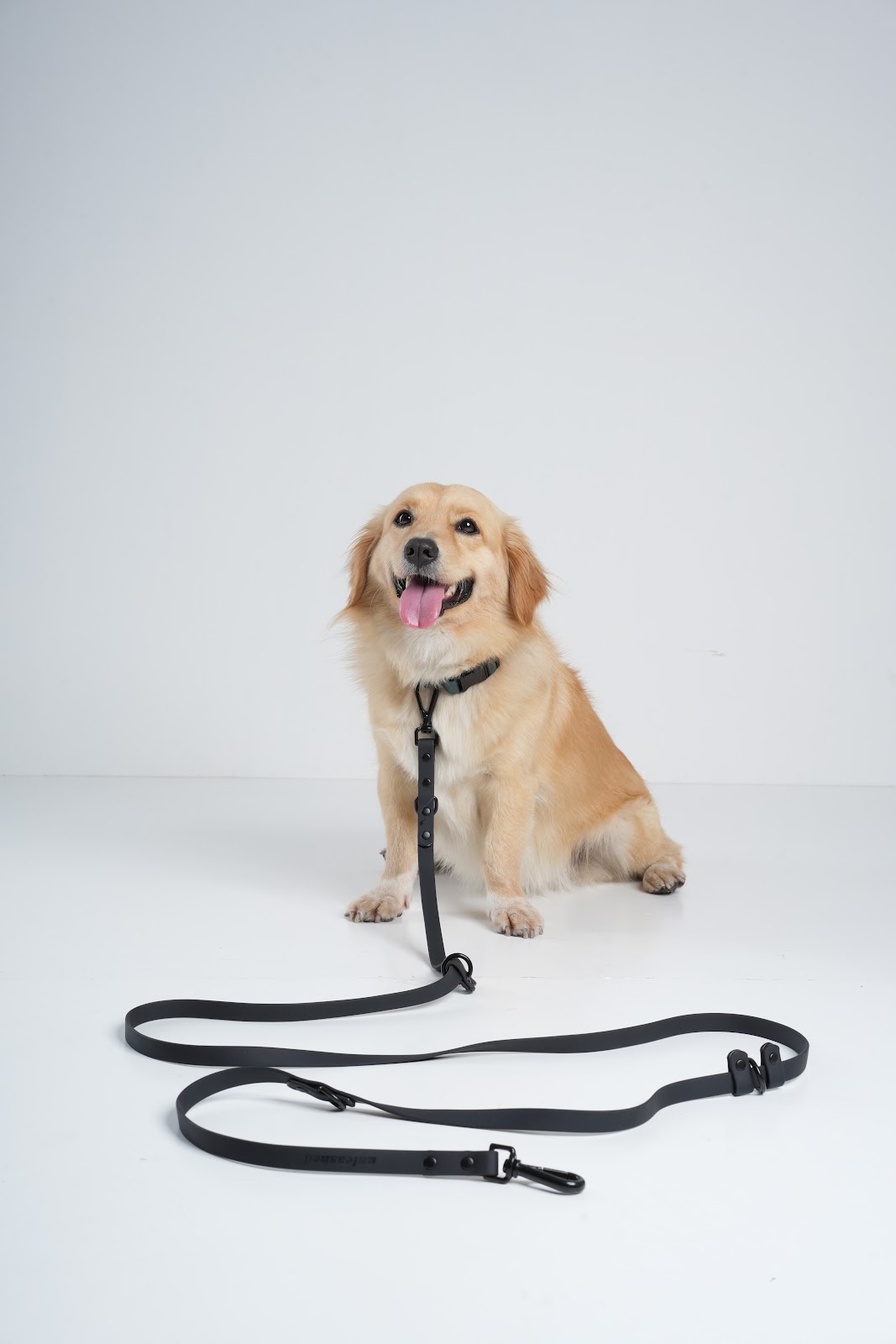Por que investir em uma guia de couro para cachorro?
