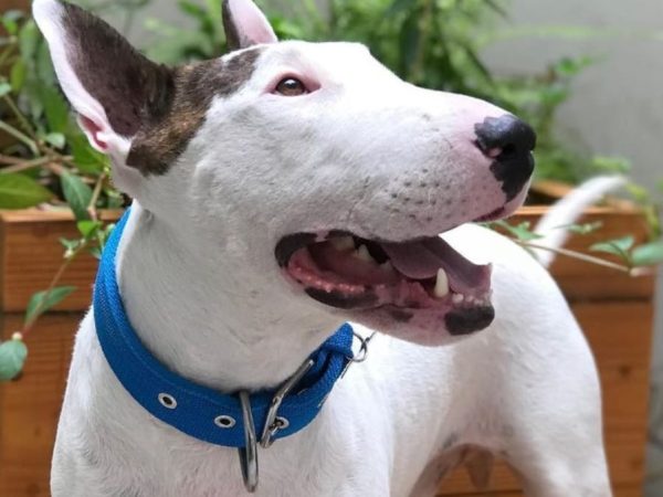 Amorosso coleiras: Qualidade e design para todos os cães