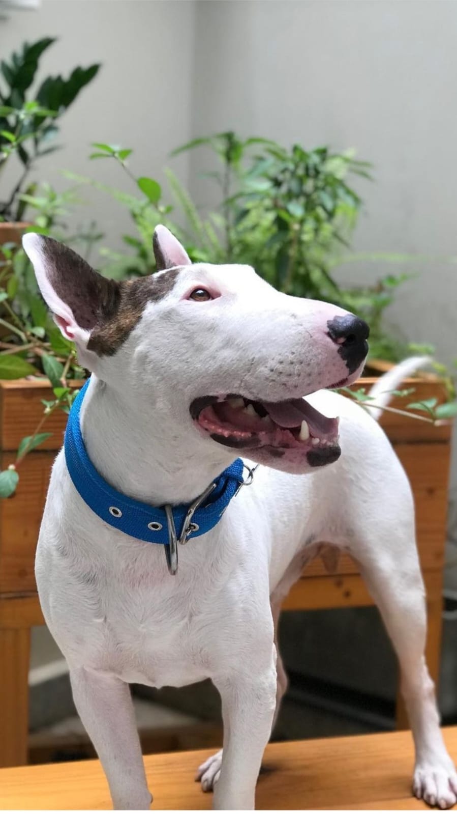 Amorosso coleiras: Qualidade e design para todos os cães