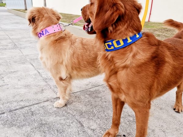 Explorando a funcionalidade da guia dupla para cães