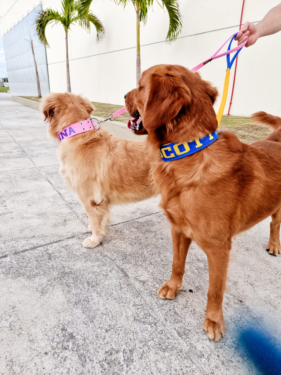 Explorando a funcionalidade da guia dupla para cães