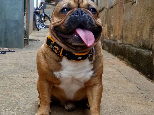 Quais tipos de coleira para cachorro são mais seguros?