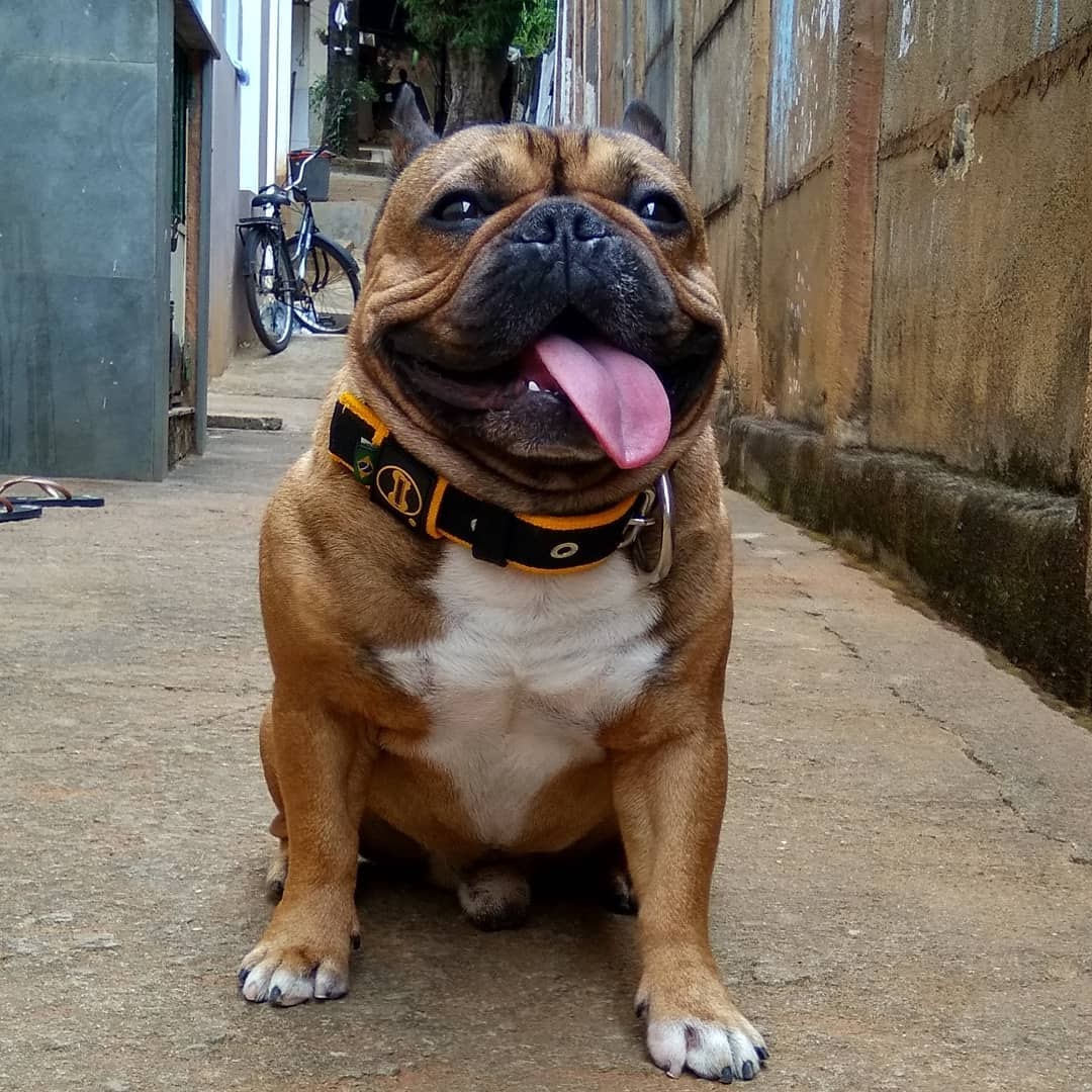 Quais tipos de coleira para cachorro são mais seguros?