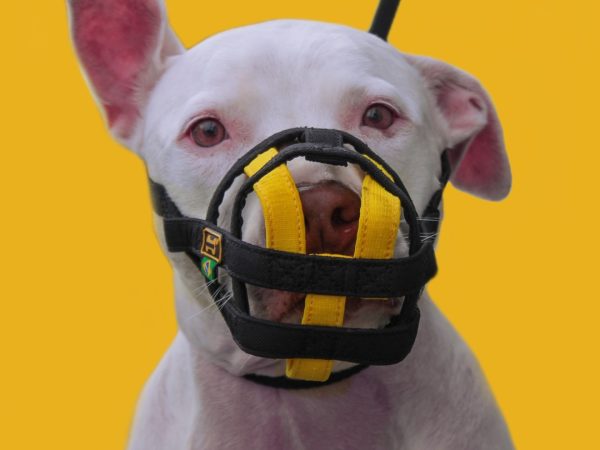 Dicas de Ouro para Escolher a Melhor Focinheira para Cachorro Pequeno