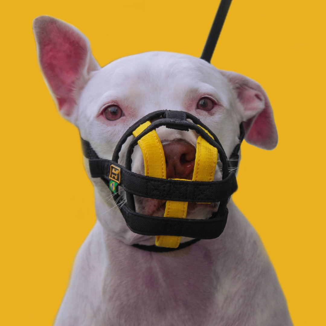 Dicas de Ouro para Escolher a Melhor Focinheira para Cachorro Pequeno