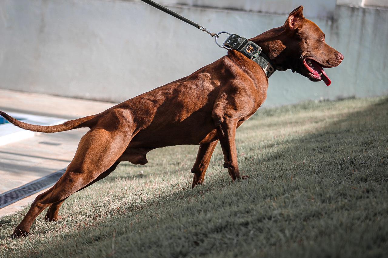 Enforcador para Cachorro: Como Usar de Maneira Correta e Segura?