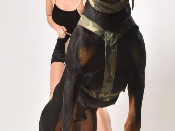 A Importância da Coleira de Corpo para Cachorros Grandes