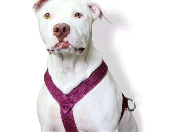 Peitoral para Cachorro Grande: Conheça as Vantagens e Como Escolher