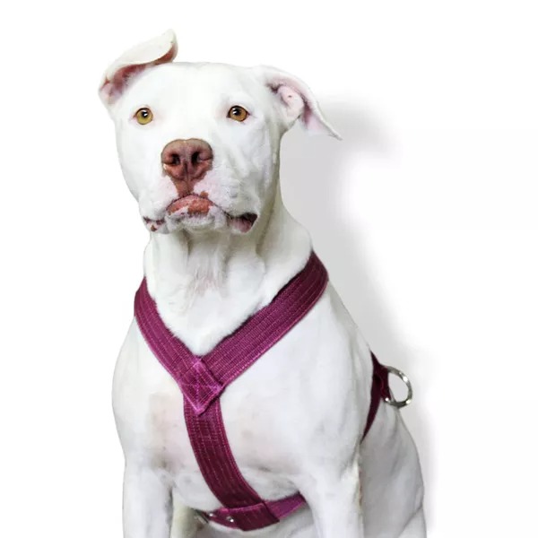 Peitoral para Cachorro Grande: Conheça as Vantagens e Como Escolher