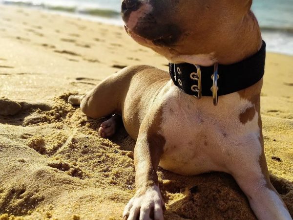 Amorosso Coleiras: O Charme e a Durabilidade que Seu Pet Merece