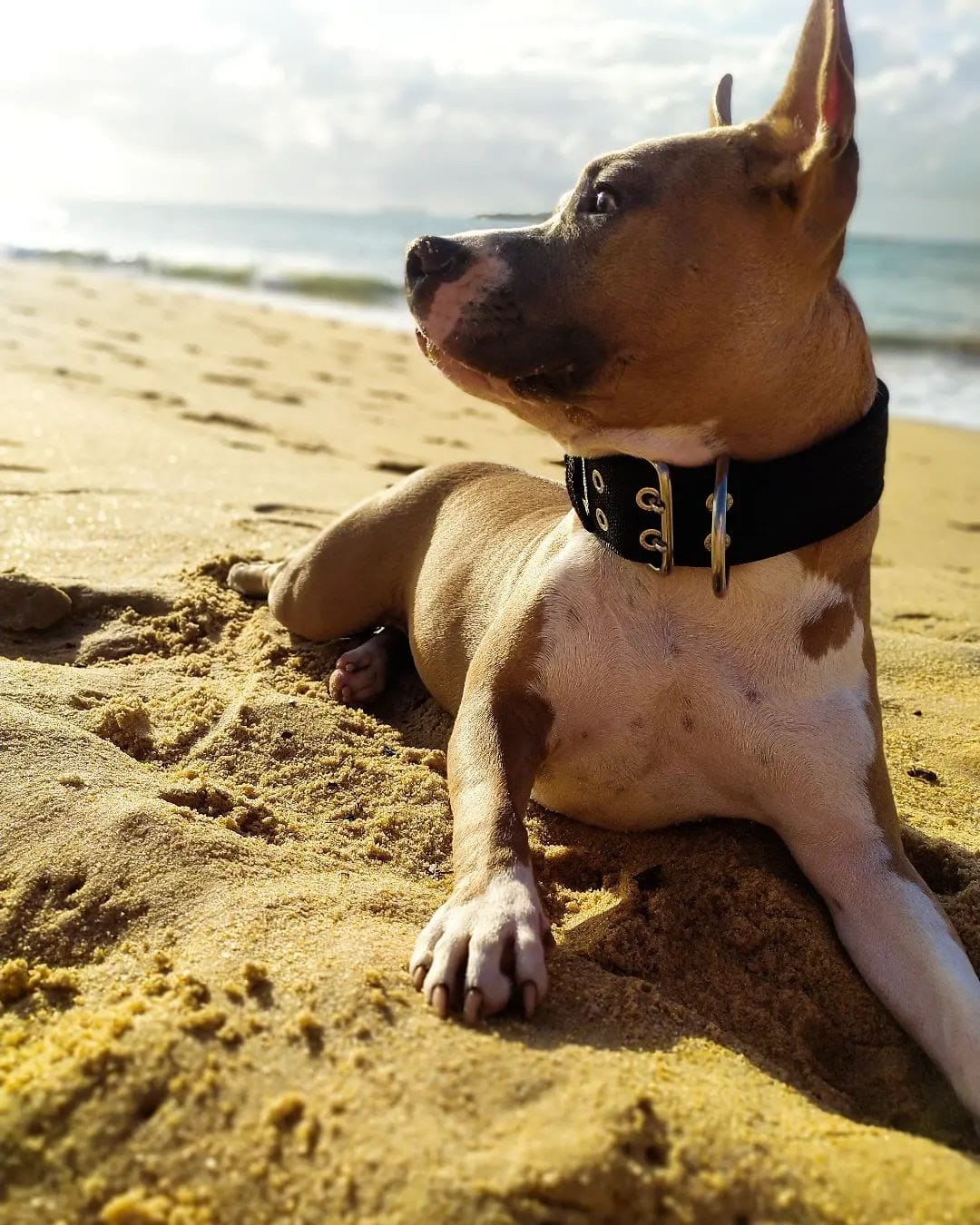 Amorosso Coleiras: O Charme e a Durabilidade que Seu Pet Merece