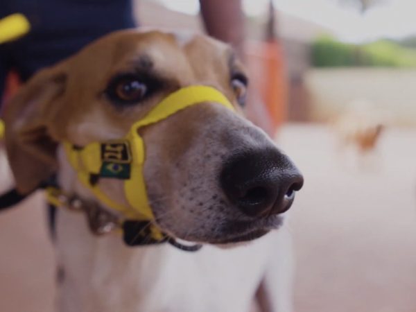 Cabresto para Cachorro: Entenda os Benefícios desta Coleira