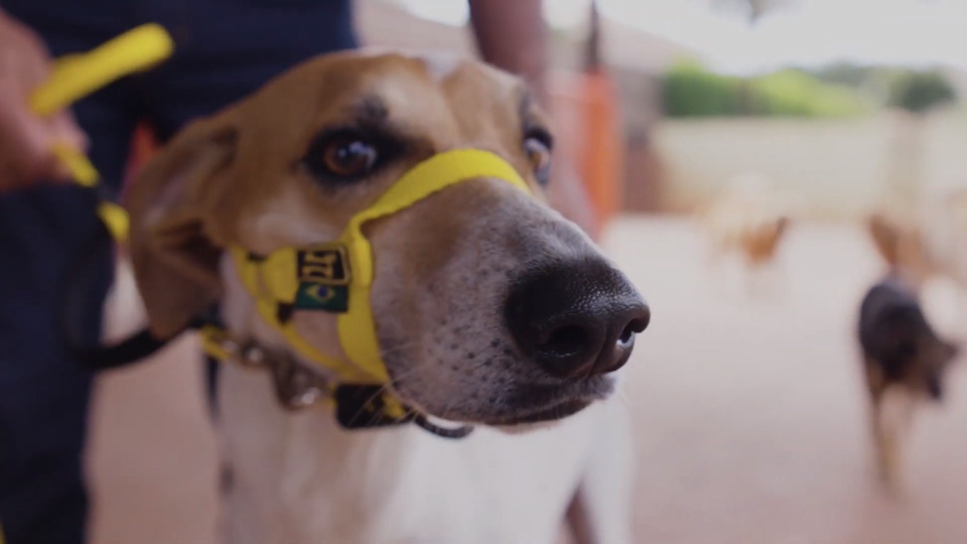 Cabresto para Cachorro: Entenda os Benefícios desta Coleira