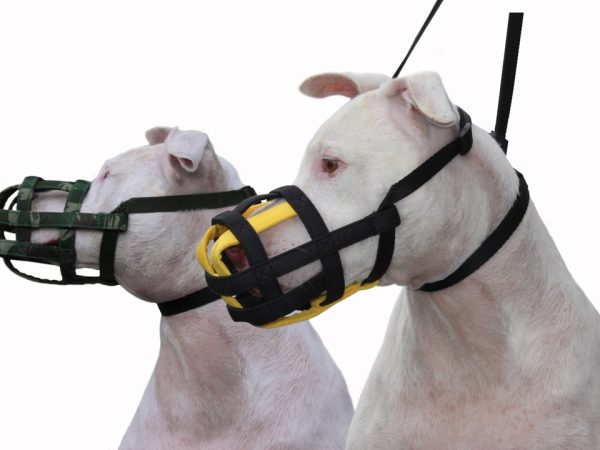 Focinheira: Quais os Melhores Modelos para Cachorro de Porte Grande