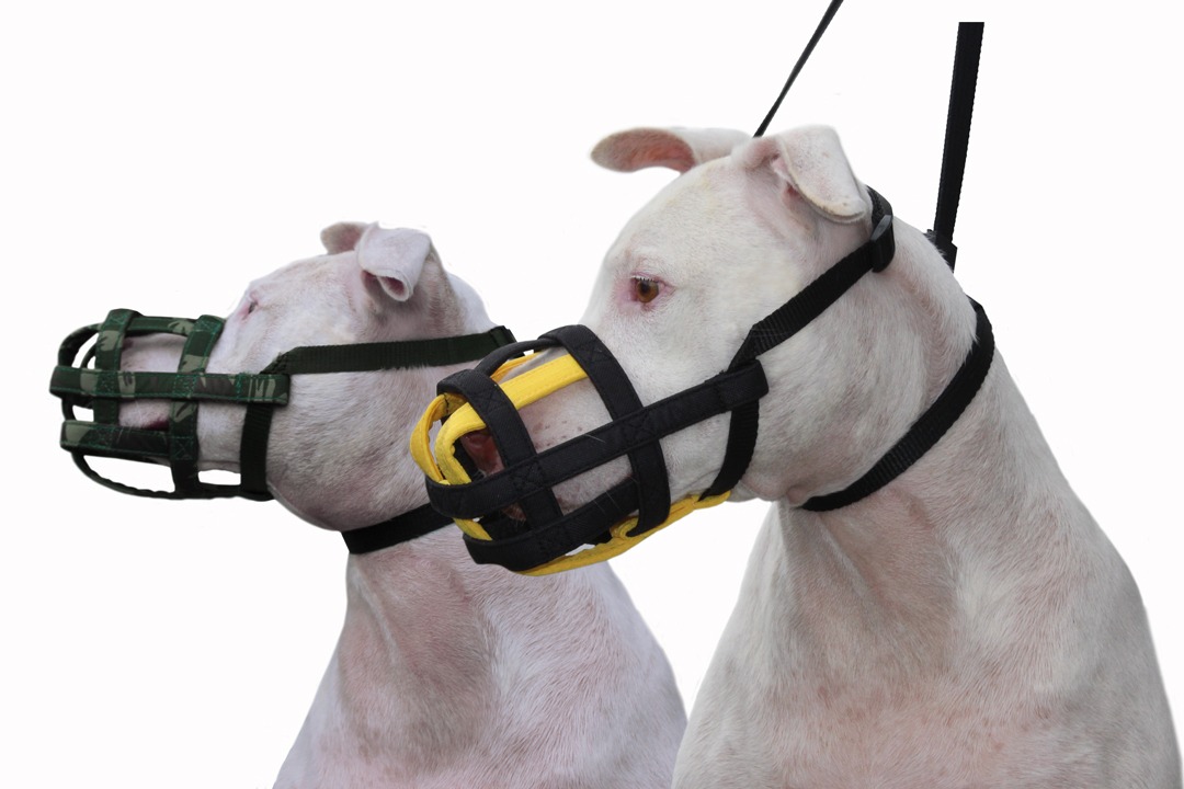 Focinheira: Quais os Melhores Modelos para Cachorro de Porte Grande