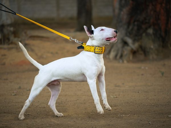 Guia Dupla para Cães: Como Passear com Dois Cachorros ao Mesmo Tempo