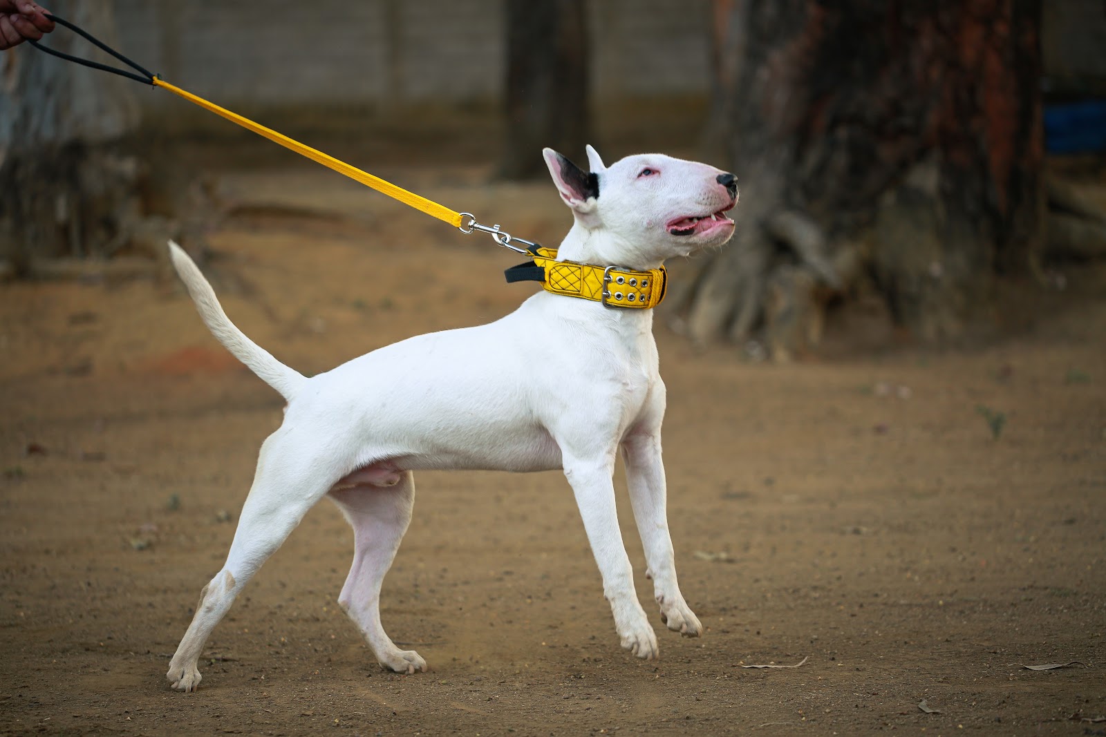 Guia Dupla para Cães: Como Passear com Dois Cachorros ao Mesmo Tempo