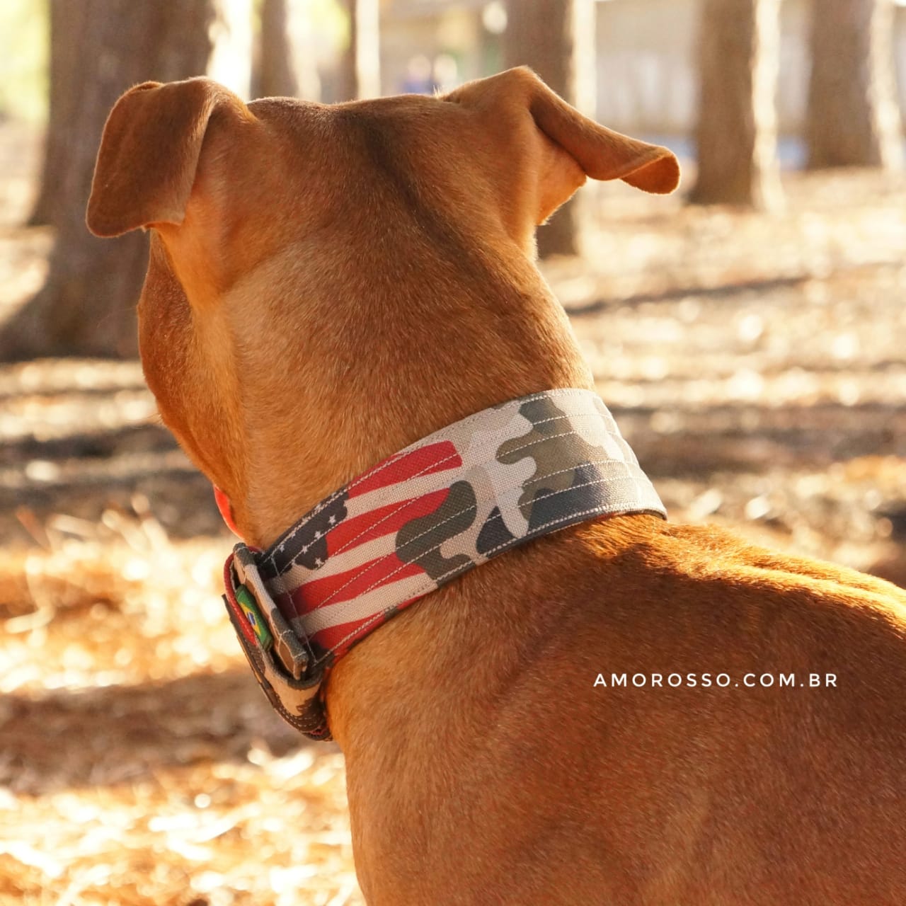 Os Benefícios das Coleiras Estampadas para o Seu Pet
