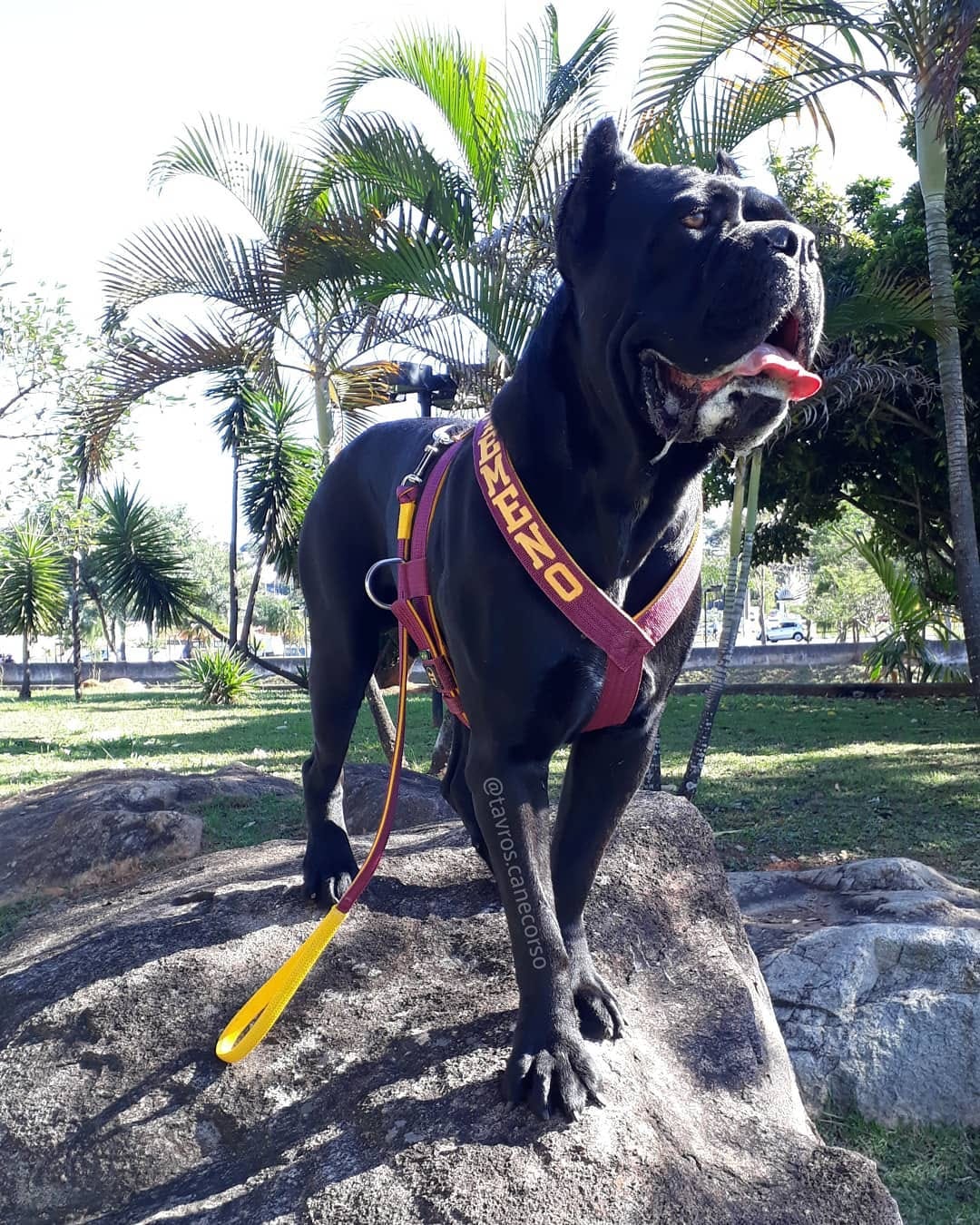 Peitoral Personalizado: Dê Um Toque Pessoal ao Passeio com o Seu Pet