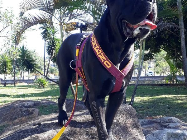 Peitoral Personalizado: Dê Um Toque Pessoal ao Passeio com o Seu Pet