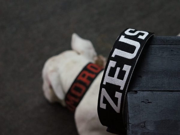 Coleiras Personalizadas com Nome e Telefone: A Segurança que o Seu Pet Merece