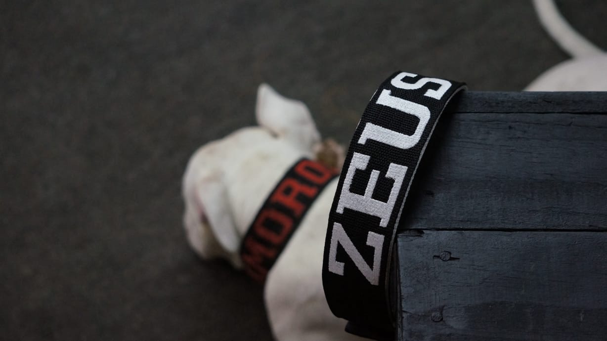 Coleiras Personalizadas com Nome e Telefone: A Segurança que o Seu Pet Merece