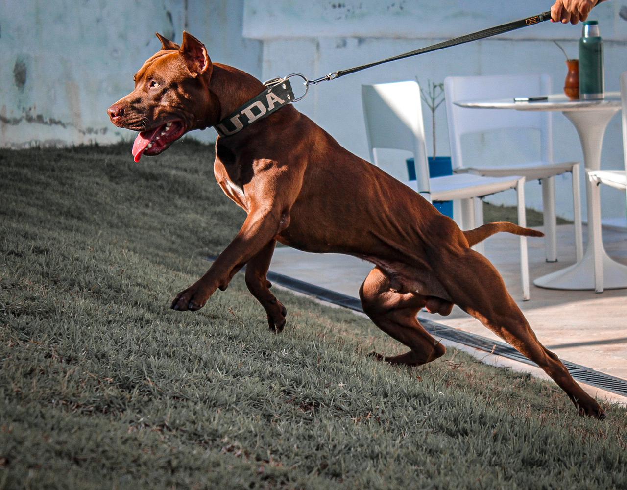 Guia de Adestramento: Um Parceiro Essencial no Treinamento do Seu Cão