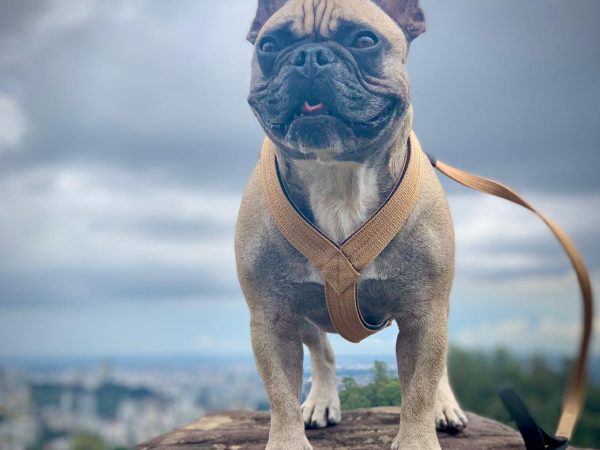 Guia e Peitoral para Cachorro: Tudo para um Passeio Tranquilo