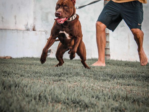 Por Que a Guia Longa é Melhor para Passear com o Seu Cachorro?