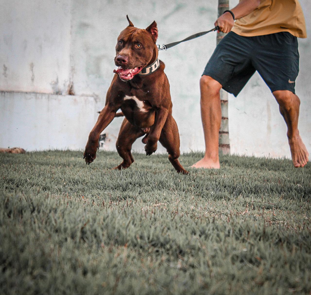 Por Que a Guia Longa é Melhor para Passear com o Seu Cachorro?
