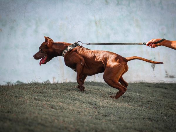 A Guia com Mola para Cachorro é uma Boa Opção para o seu Cão?