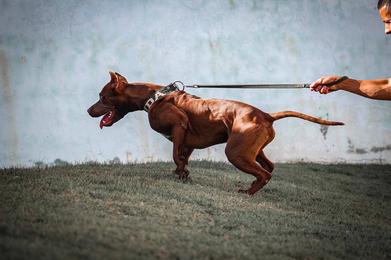 A Guia com Mola para Cachorro é uma Boa Opção para o seu Cão?