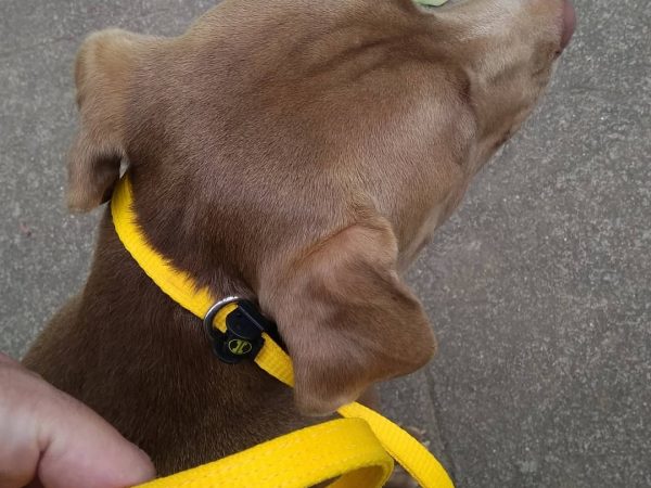 A Guia Unificada Para Adestramento que Irá Facilitar a Sua Vida