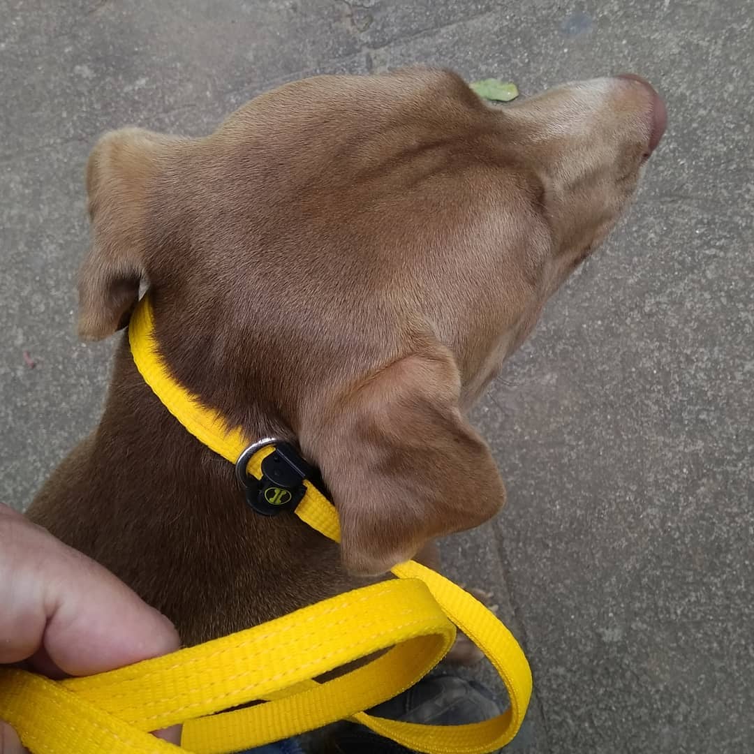 A Guia Unificada Para Adestramento que Irá Facilitar a Sua Vida