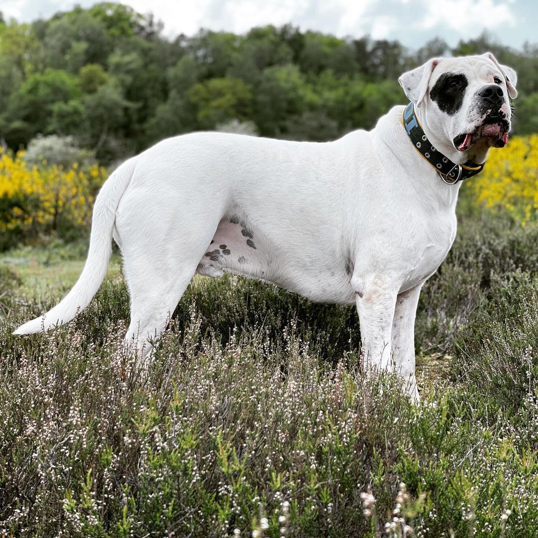Coleira Reforçada para Cachorro: A Solução para Cachorros de Grande Porte