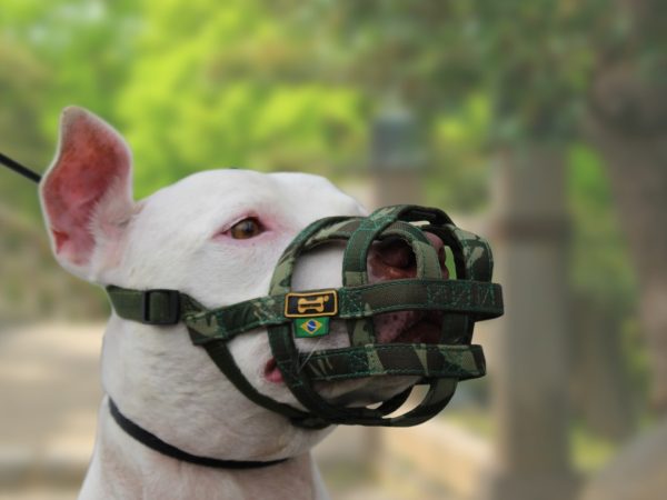 Focinheiras Para Cães: A Sua Importância e Diferentes Modelos