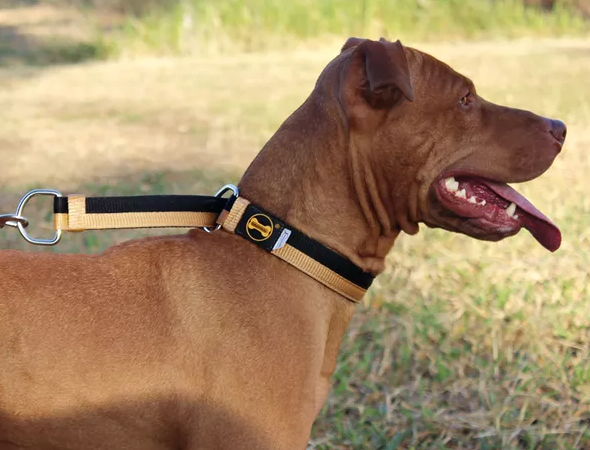 Entenda do por que usar enforcador para cachorro