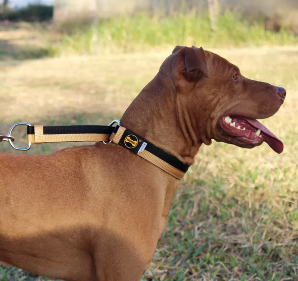 Entenda do por que usar enforcador para cachorro