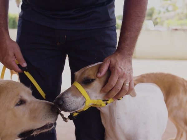 Vale a pena comprar cabresto para o cachorro?