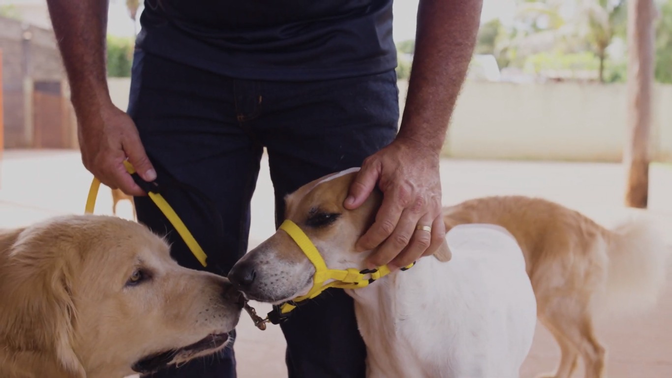 Vale a pena comprar cabresto para o cachorro?