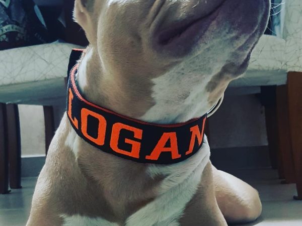 Coleira personalizada para cachorro: proteção, estilo e conforto para seu pet