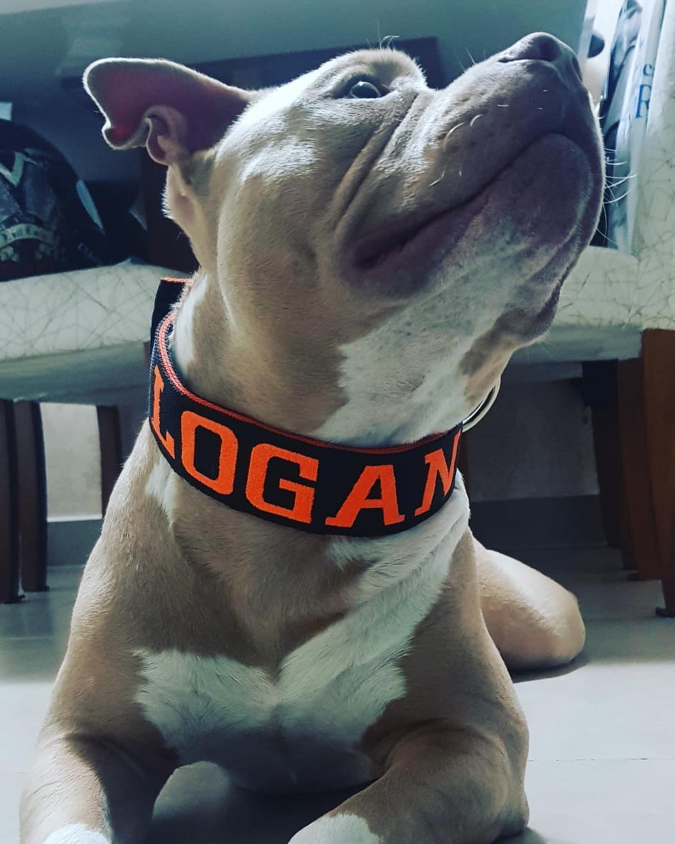 Coleira personalizada para cachorro: proteção, estilo e conforto para seu pet