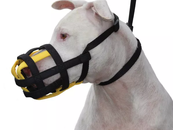 Por que utilizar focinheira no seu cachorro?