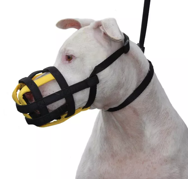 Por que utilizar focinheira no seu cachorro?