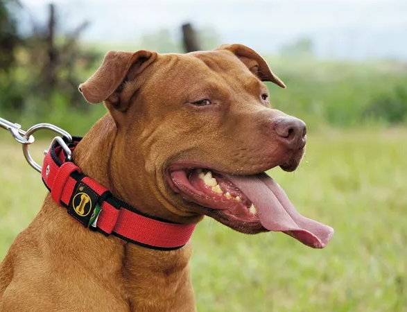 Aprenda a escolher a coleira certa para o seu cão