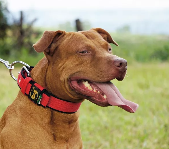 Aprenda a escolher a coleira certa para o seu cão
